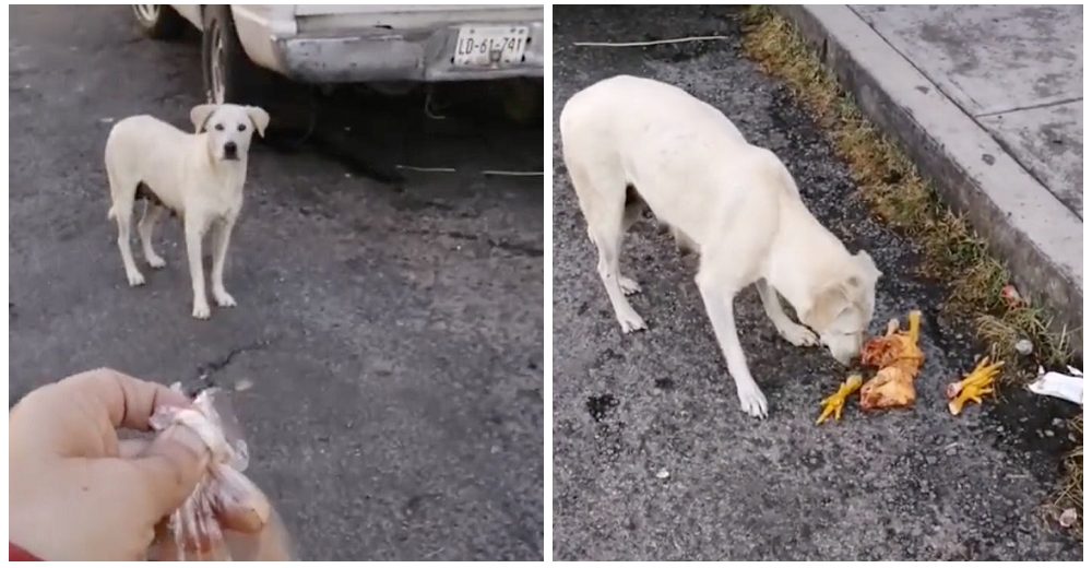 Graban a un perrito hambriento suplicando comida en un mercado ante la indiferencia de muchos