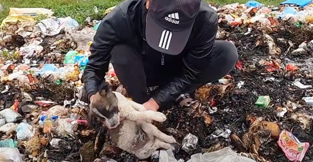 Halla un cachorro muy enfermo sobre desperdicios, rezando y llorando, le promete que lo salvará