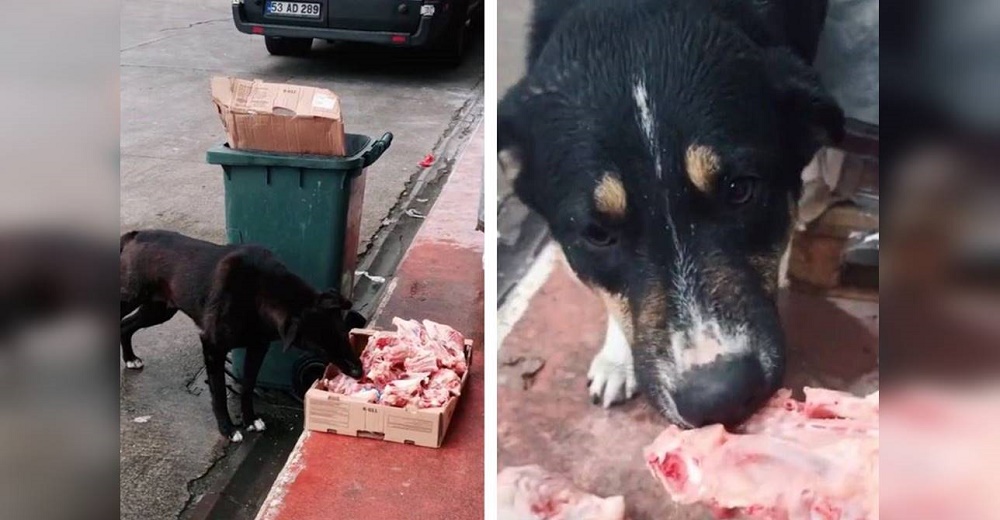 Aparecen cajas de carne en las calles y los hambrientos perritos la comparten con nobleza Aparecen cajas de carne en las calles y los hambrientos perritos la comparten con nobleza