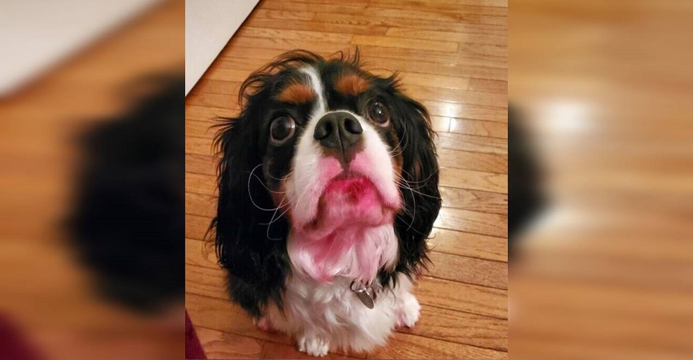 Se asustan al ver a su perrito con sus patas y su rostro color rosa – «El daño ya estaba hecho» Se asustan al ver a su perrito con sus patas y su rostro color rosa – «El daño ya estaba hecho»