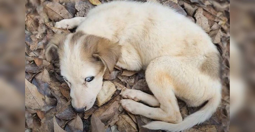 Cachorrito resignado al peor final regresa a ver con sus ojos azules cuando alguien se acerca