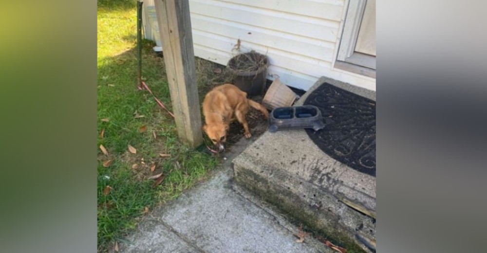 Se mudan tras no poder pagar el alquiler y dejan a su perrita abandonada fuera de la casa Se mudan tras no poder pagar el alquiler y dejan a su perrita abandonada fuera de la casa