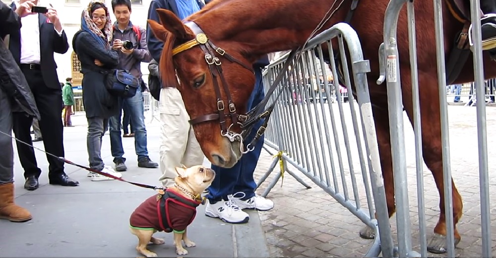 Una pequeña perrita bulldog francés conoce en la calle a un caballo policía y se hace viral Una pequeña perrita bulldog francés conoce en la calle a un caballo policía y se hace viral