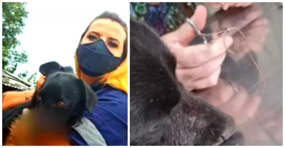 Lucha por recuperarse la inocente perrita a la que le estalló un cohete atado a su hocico Lucha por recuperarse la inocente perrita a la que le estalló un cohete atado a su hocico
