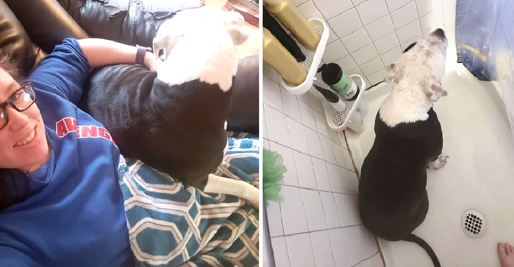Perrita pitbull jamás permitirá que su dueña embarazada se quede sola, la sigue hasta la ducha Perrita pitbull jamás permitirá que su dueña embarazada se quede sola, la sigue hasta la ducha