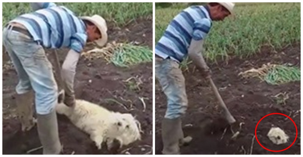 Graban a un hombre «sepultando» a un pequeño perrito que no opone resistencia