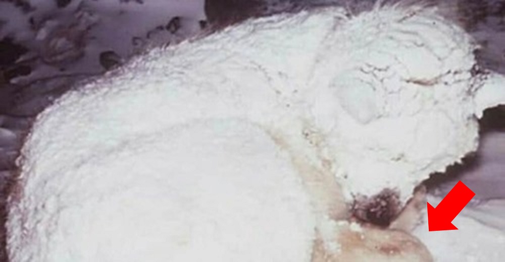 Vecinos corren a ayudar a un perro congelado en la nieve, luego ven que acurruca a un bebé