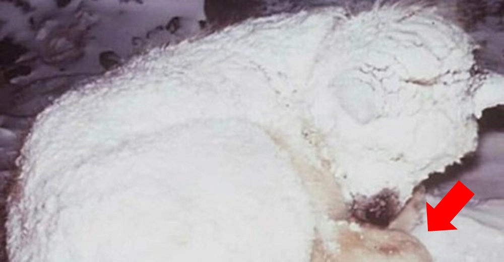 Vecinos corren a ayudar a un perro congelado en la nieve, luego ven que acurruca a un bebé Vecinos corren a ayudar a un perro congelado en la nieve, luego ven que acurruca a un bebé