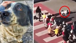 Perrito detiene al tráfico para proteger a los niños que cruzan la calle
