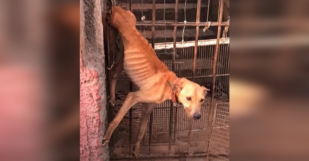 Fue dejado colgando de una puerta y sin comida durante un mes por una familia adinerada