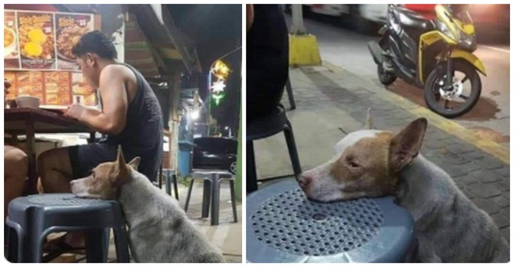 Perro flaquito apoya su cabeza en cada silla del restaurante esperando aunque sea unas migajas Perro flaquito apoya su cabeza en cada silla del restaurante esperando aunque sea unas migajas