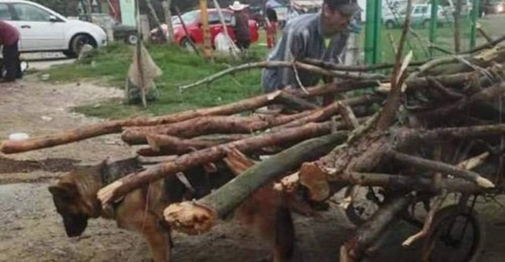 Piden ayuda para dar con el dueño del perro que lucha por obedecerlo llevando una pesada carga Piden ayuda para dar con el dueño del perro que lucha por obedecerlo llevando una pesada carga