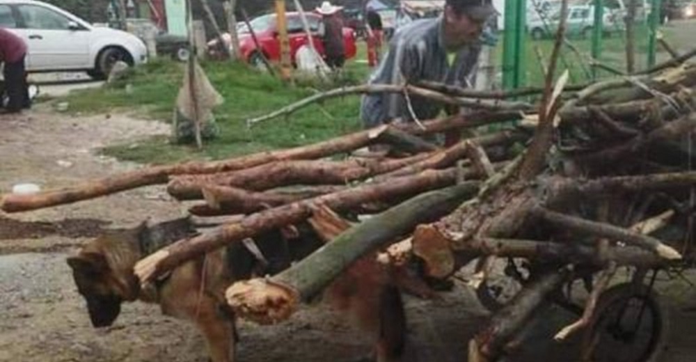 Piden ayuda para dar con el dueño del perro que lucha por obedecerlo llevando una pesada carga