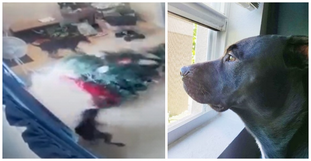 Graban a dos perritos dispuestos a hacer de todo para poder saludar al cartero Graban a dos perritos dispuestos a hacer de todo para poder saludar al cartero