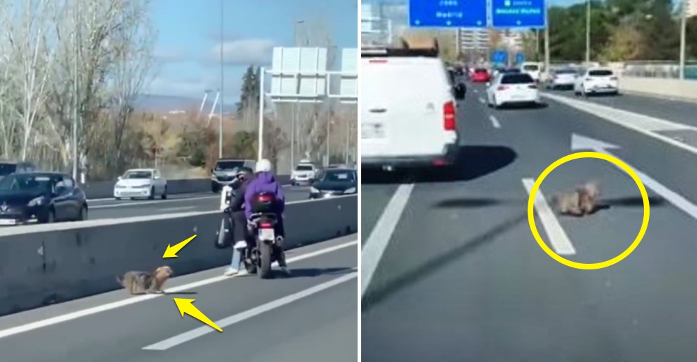 Conductores provocan un caos vehicular por salvar a un cachorrito aterrado en la autopista Conductores provocan un caos vehicular por salvar a un cachorrito aterrado en la autopista