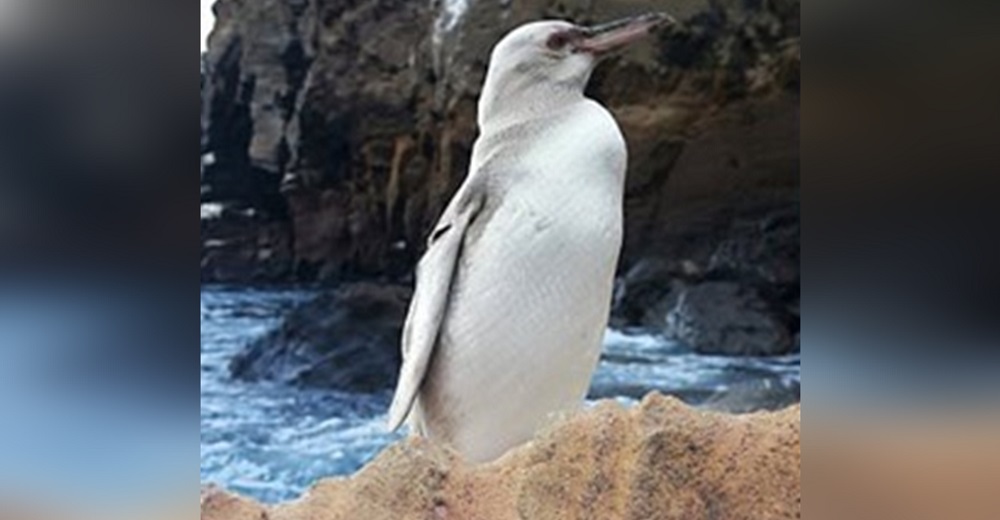 Graban al pingüino blanco más extraño de la historia que apareció en una isla