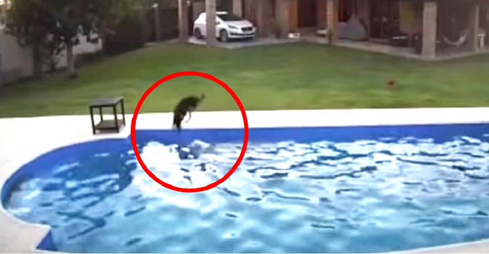 Una perrita de 14 años se lanza a la piscina para salvar a otra que estaba a punto de ahogarse Una perrita de 14 años se lanza a la piscina para salvar a otra que estaba a punto de ahogarse