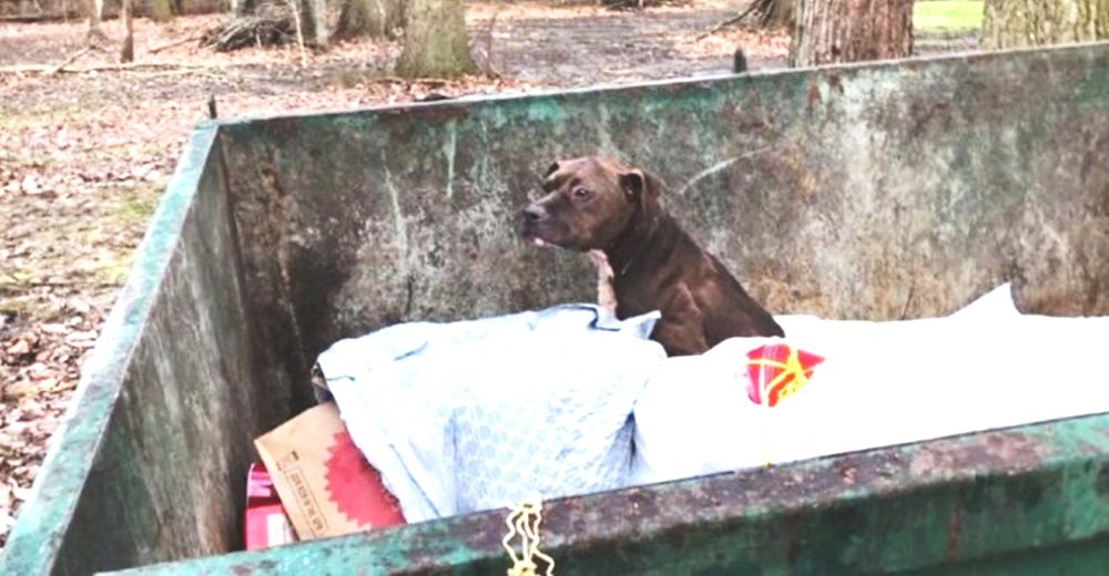 Pitbull a la que dejaron en un basurero mira a todos lados pidiendo ayuda desesperadamente
