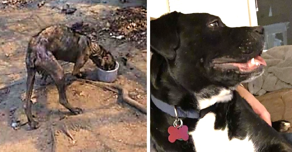 Un héroe anónimo cambia para siempre la vida de un perrito hallado en los huesos y casi calvo Un héroe anónimo cambia para siempre la vida de un perrito hallado en los huesos y casi calvo