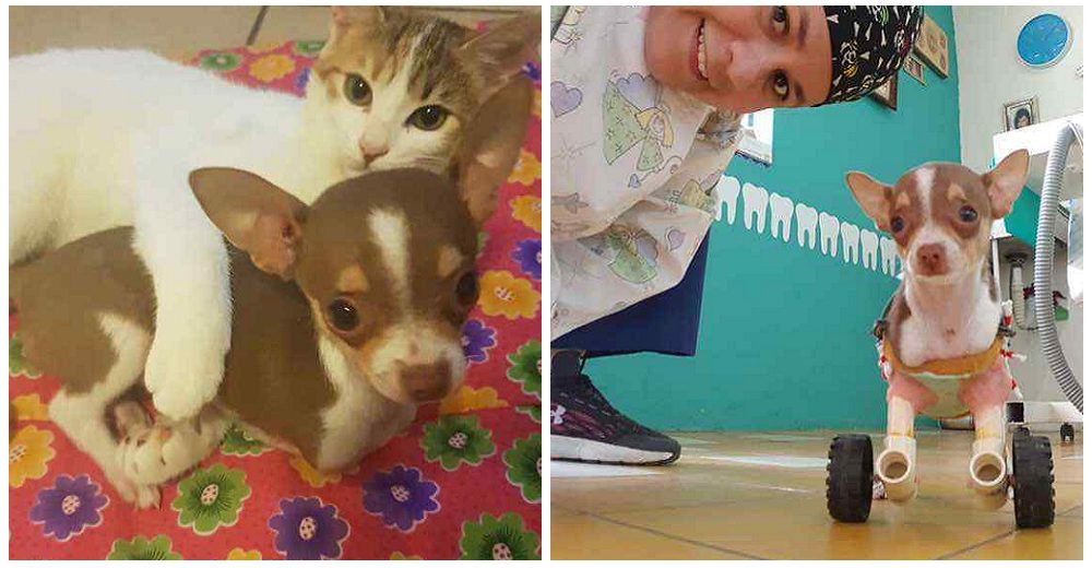 Diseña una prótesis para la perrita sin patas que adoptó evitando que la sacrificaran Diseña una prótesis para la perrita sin patas que adoptó evitando que la sacrificaran
