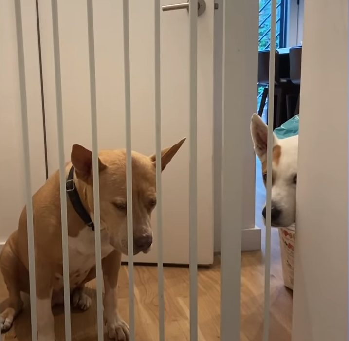 Se atreve a adoptar al traumatizado cachorrito que ha sido devuelto varias veces al refugio Se atreve a adoptar al traumatizado cachorrito que ha sido devuelto varias veces al refugio