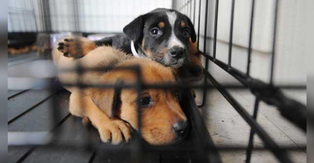 Denuncian el cruel abandono y venta de cientos de perritos que fueron comprados en la cuarentena