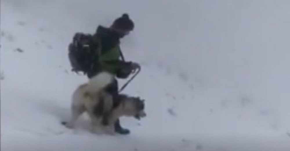 Perrito que se perdió desde antes de Navidad logra ser escuchado en medio de la histórica nevada