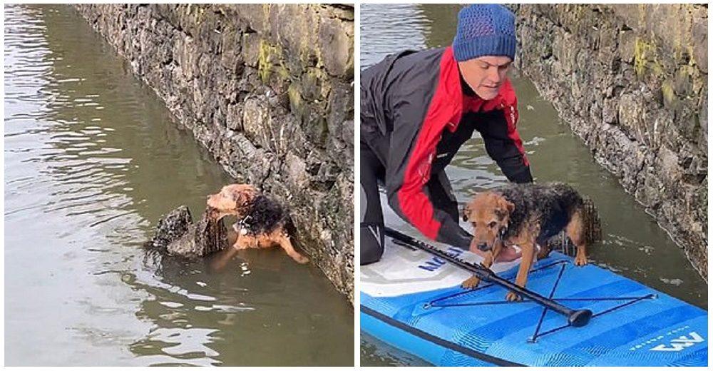 Un desconocido en un kayak intenta rescatar a una perrita a punto de ahogarse en el río