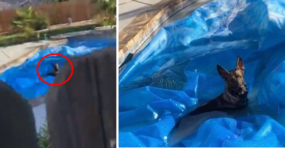 Graban a una perrita haciendo lo imposible para bañarse en la piscina prohibida del vecino Graban a una perrita haciendo lo imposible para bañarse en la piscina prohibida del vecino