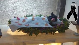 Se hace viral el emotivo último adiós a su perrito anciano tras 15 años fielmente a su lado