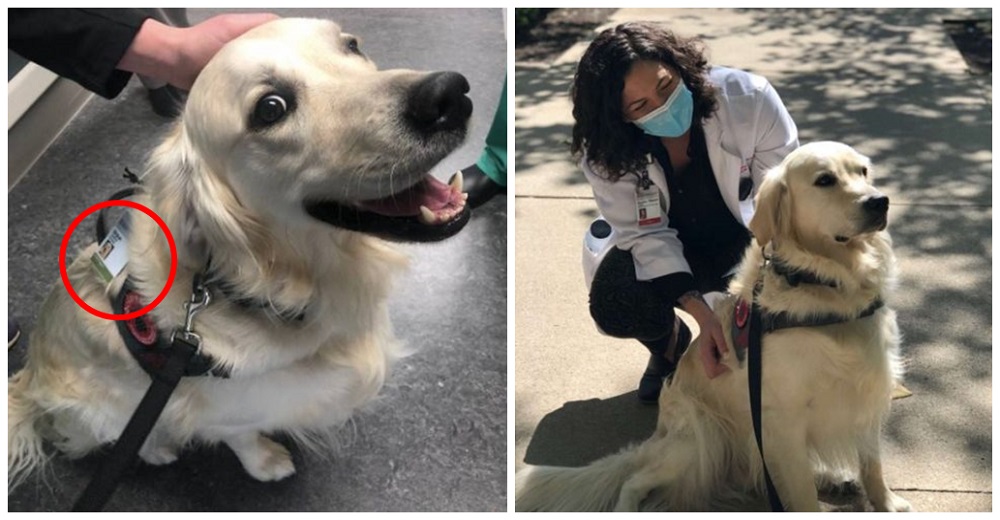 Exige su acreditación oficial en el hospital para que ya no lo traten como a cualquier perro Exige su acreditación oficial en el hospital para que ya no lo traten como a cualquier perro