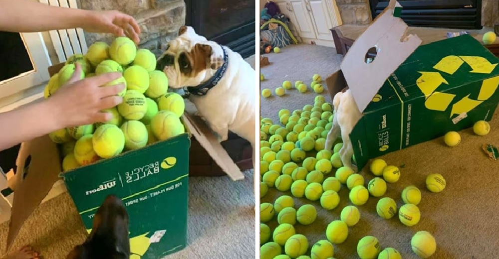 Su perrita la deja desconcertada con su reacción al recibir una caja de 350 pelotas de tenis Su perrita la deja desconcertada con su reacción al recibir una caja de 350 pelotas de tenis