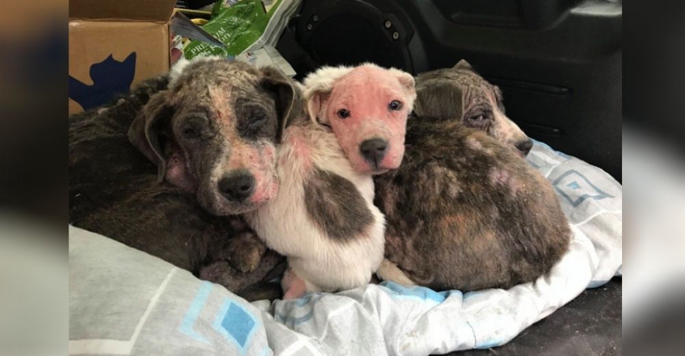 Un conductor halla una caja con 3 cachorritos heridos y sin pelo que fueron un regalo de Navidad