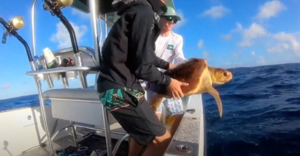 Unos pescadores salvan a una tortuga desesperada por huir de un enorme tiburón