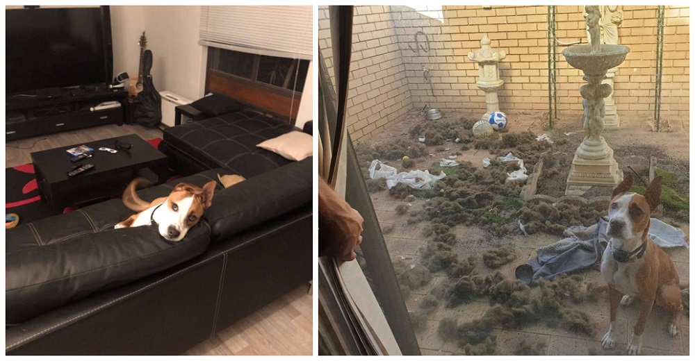 Su dueño lo lleva a la casa de su nueva novia y el perrito decide poner a prueba esa relación Su dueño lo lleva a la casa de su nueva novia y el perrito decide poner a prueba esa relación
