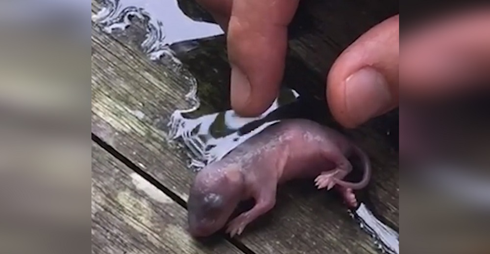 Estaban a punto de casarse cuando en la piscina ven a un diminuto bebé luchando por su vida