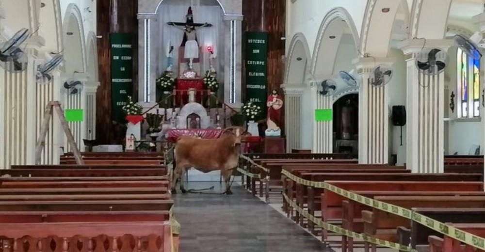 Se refugia en una iglesia «rezando por su vida» tras huir despavorida porque iban a sacrificarla