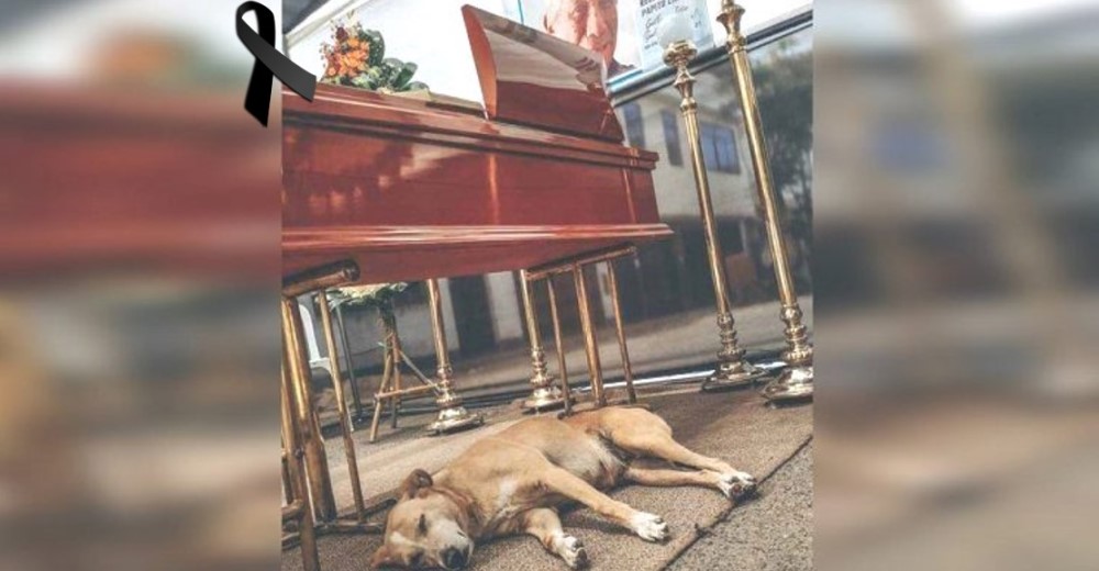 Una fiel perrita se niega a separarse del féretro de su dueño para demostrarle cuánto lo amaba Una fiel perrita se niega a separarse del féretro de su dueño para demostrarle cuánto lo amaba