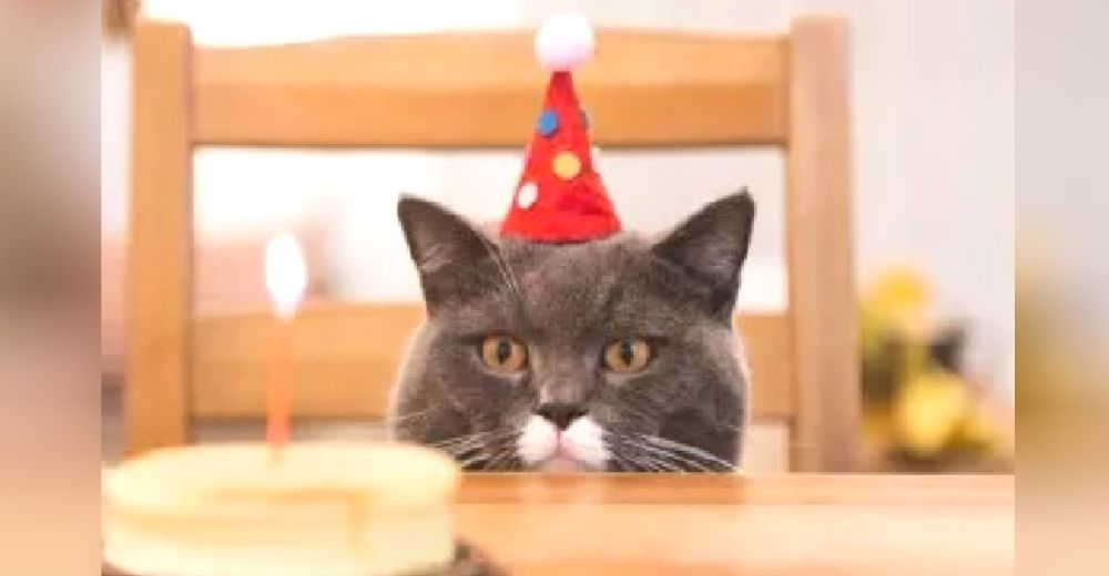 Le celebran el cumpleaños al gatito mimado de la familia y 15 personas terminan con Covid-19 Le celebran el cumpleaños al gatito mimado de la familia y 15 personas terminan con Covid-19