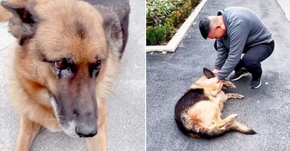 Una perrita llora al reencontrarse con quien era su entrenador cuando era miembro de la policía Una perrita llora al reencontrarse con quien era su entrenador cuando era miembro de la policía