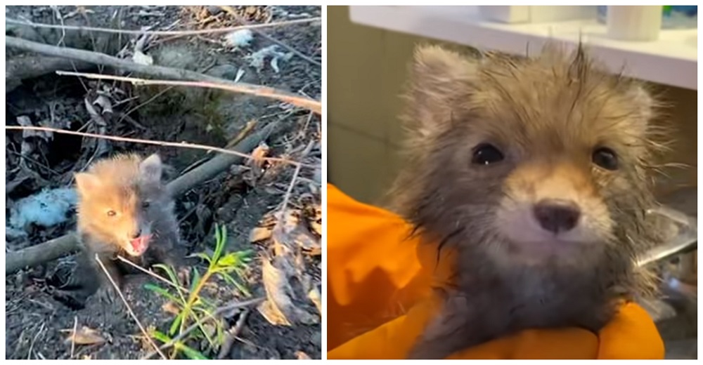 Zorrito bebé con los ojitos llorosos persigue a una pareja en el bosque suplicando ayuda