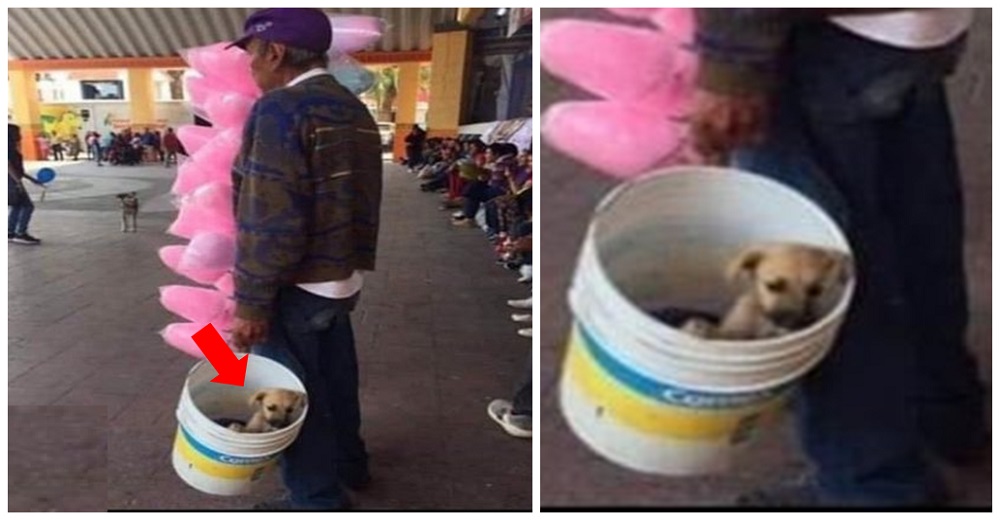 Perrito viaja en un cubo acompañando cada día a su dueño anciano a vender algodón de azúcar Perrito viaja en un cubo acompañando cada día a su dueño anciano a vender algodón de azúcar