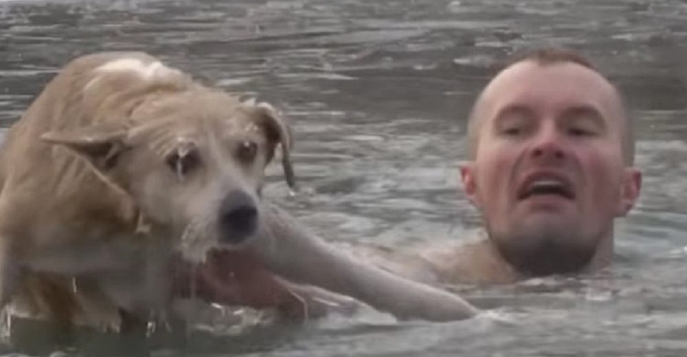 Un reportero salta al agua helada para intentar salvar a un perro en plena transmisión en vivo