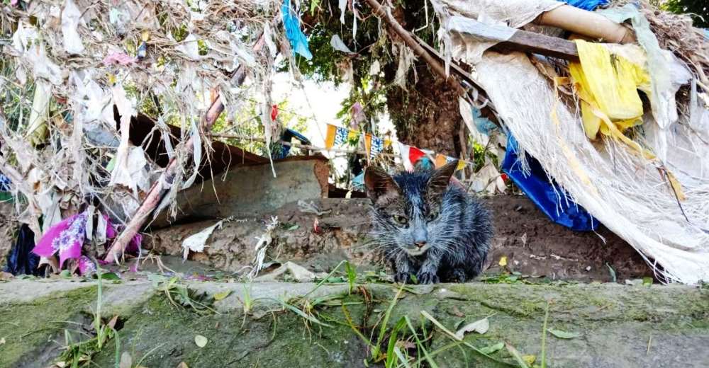 Una gatita callejera luce irreconocible después de un mes de su rescate en medio de un tifón