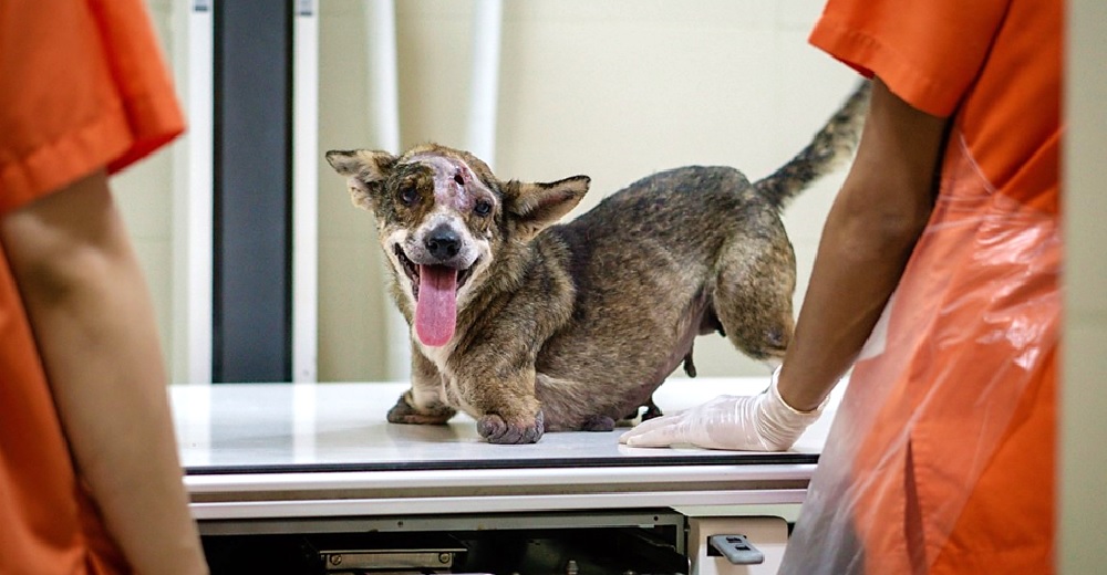 Una perrita de 2 patas supera su doloroso pasado con la esperanza de encontrar un hogar Una perrita de 2 patas supera su doloroso pasado con la esperanza de encontrar un hogar