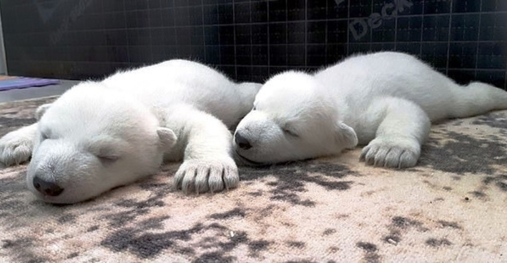 Encuentran a dos osos polares bebés luchando por su vida tras sufrir el abandono de su madre