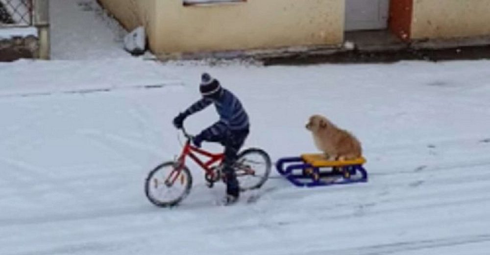 La escena de un niño solitario en su bicicleta tirando de un perro conmueve al pueblo entero