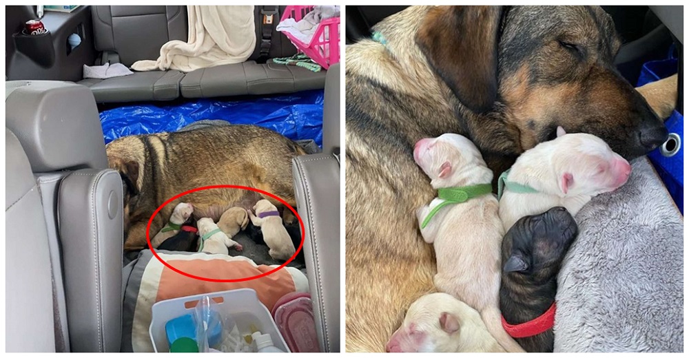Familia decide meterse al auto por 12 horas para que su perrita de acogida de a luz en el calor Familia decide meterse al auto por 12 horas para que su perrita de acogida de a luz en el calor