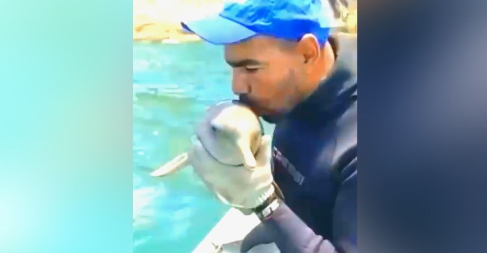 Un pescador salva a un delfín atrapado en una red y se despide de él con un beso