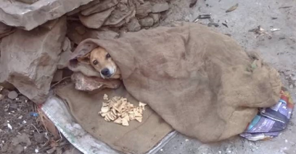 Perrito paralizado y lleno de dolor suplicaba ayuda hasta que una mujer sin recursos se detuvo